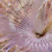 Worm spp. 4