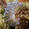 Crystal Sea Slug - Janolus cristatus, Foul Ground, Portstewart, Northern Ireland