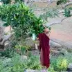 Monk at the Black Pond Sri Lanka