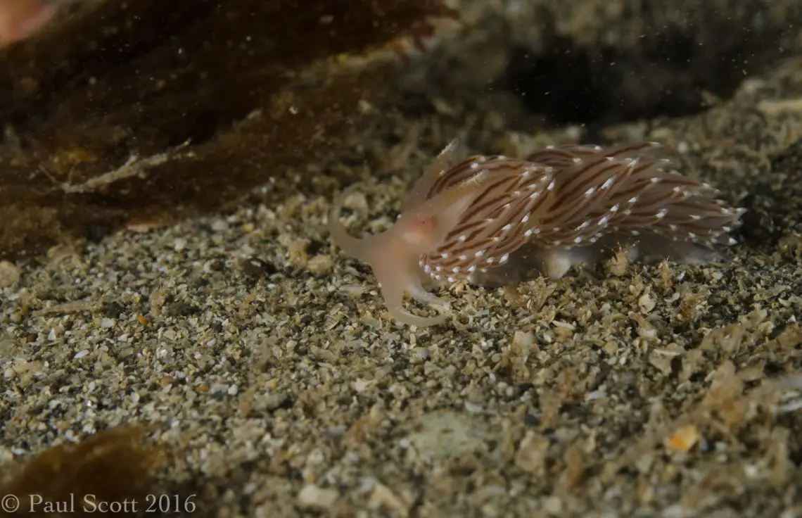 Coryphella browni Nudibranch Isle of Muck Scotland