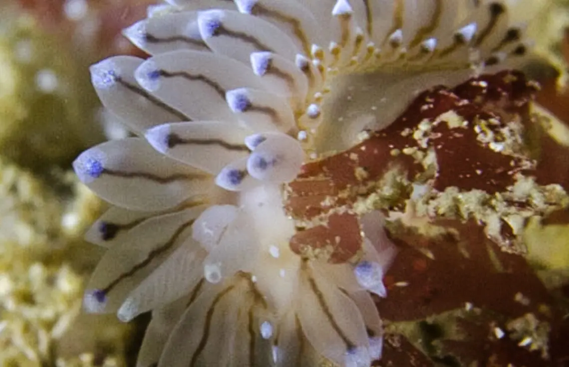 Crystal Sea Slug - Janolus cristatus, Foul Ground, Portstewart, Northern Ireland