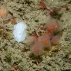 Cadlina laevis - Sea Slug