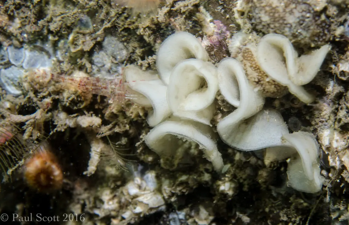 Sea Slug Eggs