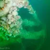 Looking down the Foremast of the Fairweather Five to the Bow covered in orange and white Plumose anemones - Metridium senile