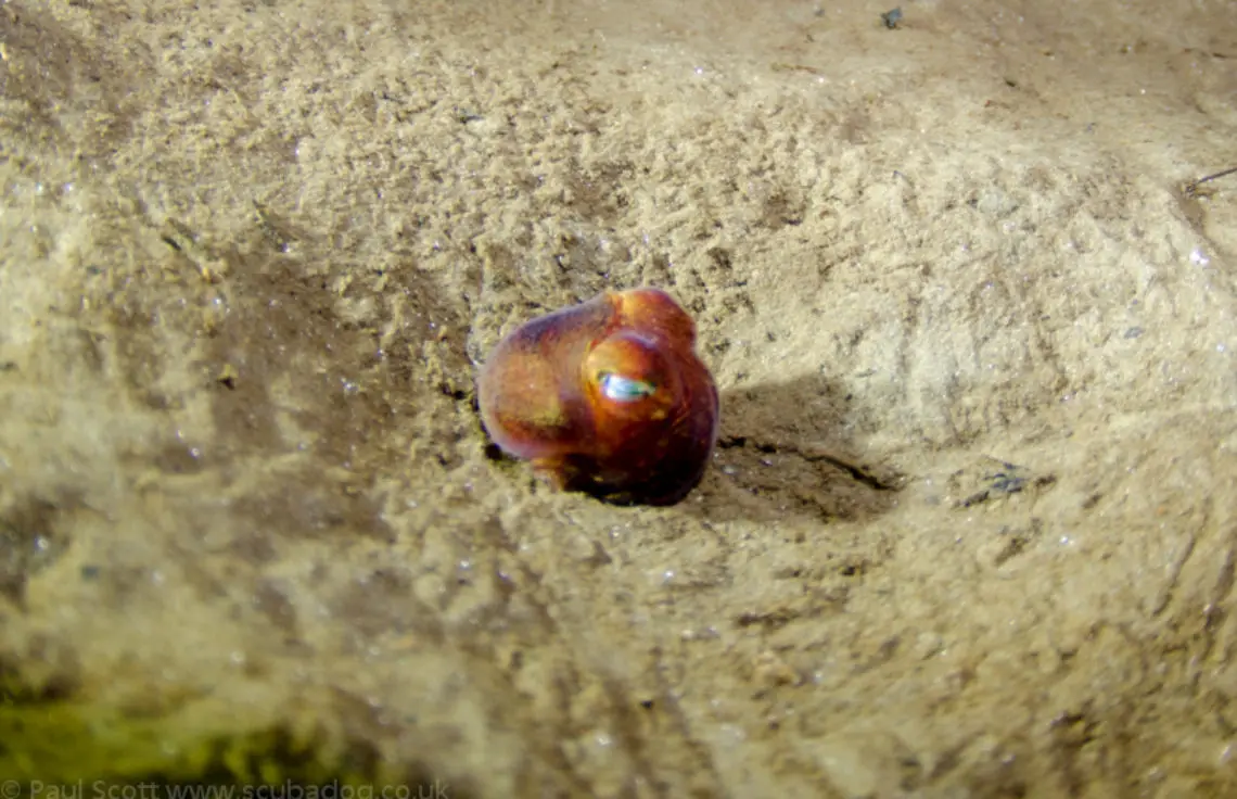 Sepiola atlantica - little cuttlefish