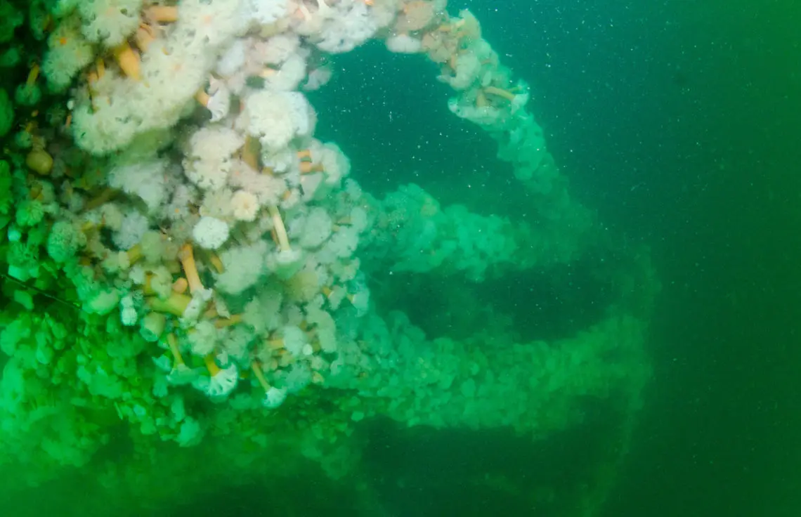 Looking down the Foremast of the Fairweather Five to the Bow covered in orange and white Plumose anemones - Metridium senile