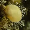 Modiolula phaseolina - Bean horse mussel Insh Island
