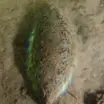 Sea Mouse - Aphrodite aculeata 5
