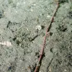 Football jersey worm 0