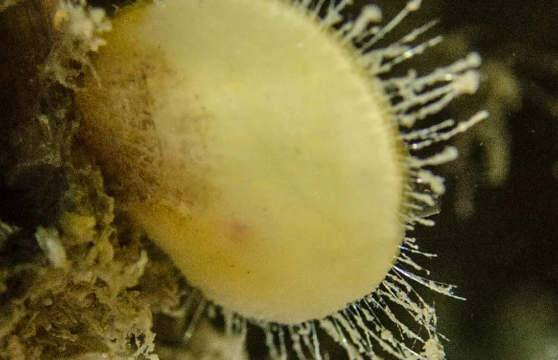 Modiolula phaseolina - Bean horse mussel Insh Island