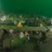  Arizona Wreck Firth of the Forth