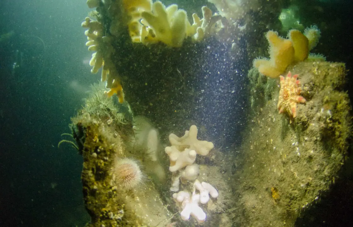 Bow of the Primrose
