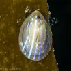Helicon pellucidum - Blue-rayed limpet Antedon bifida, Calbha Beag, Badcall Islands
