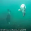 Grey seals playing  2