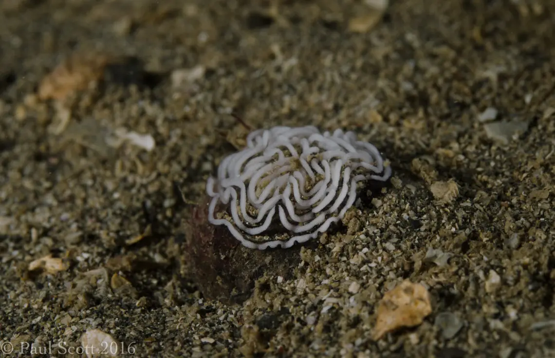 Nudibranch Eggs