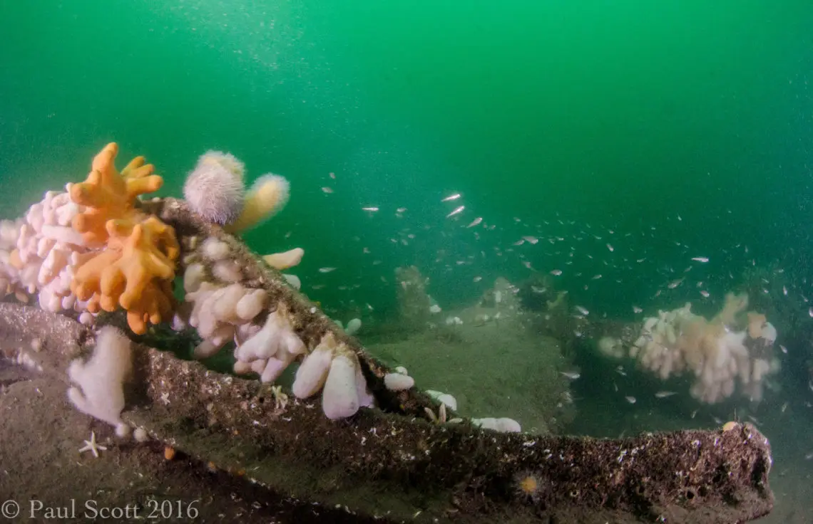 Arizona Wreck Elie July 2015