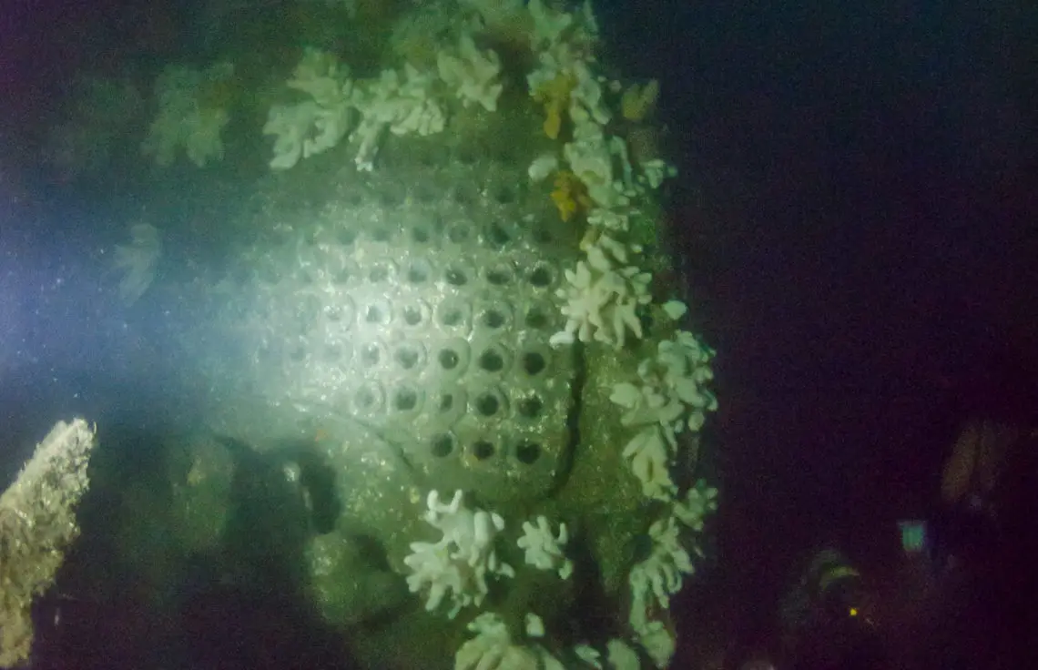 Boiler of the Primrose