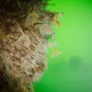 Peacock Worms 1