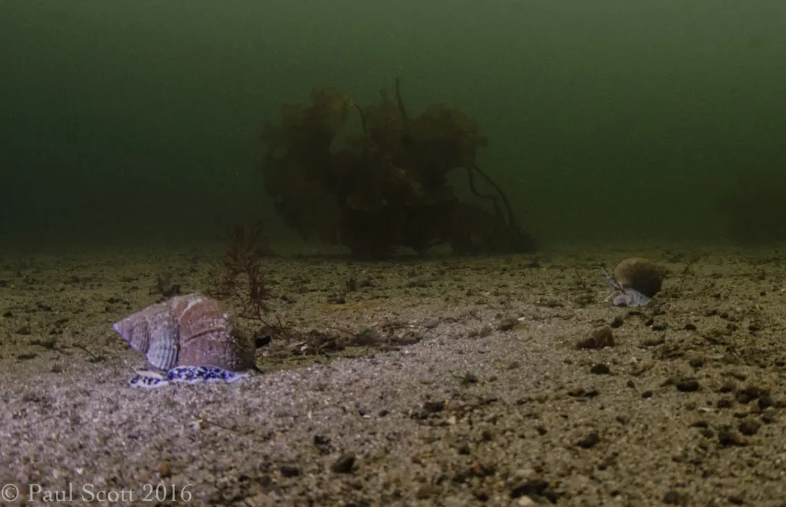 Two Common Whelks Loch Linnhe - Buccinum undatum