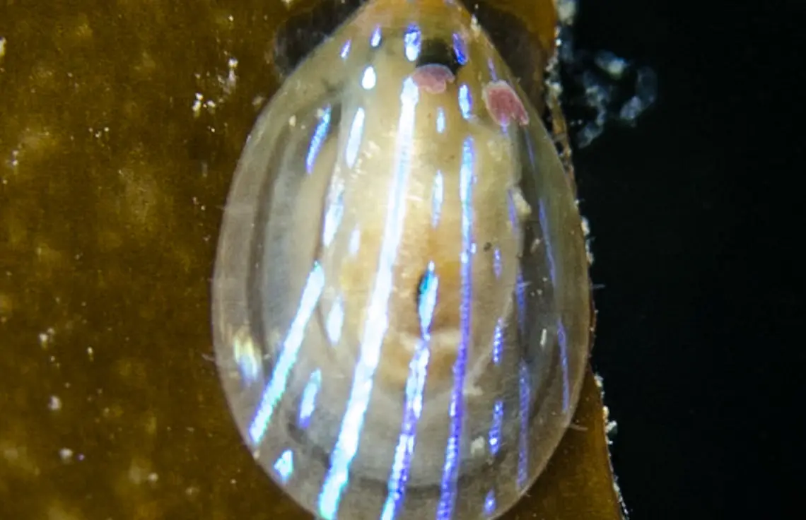 Helicon pellucidum - Blue-rayed limpet Antedon bifida, Calbha Beag, Badcall Islands