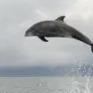 Bottlenose Dolphin Breaching  1