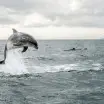 Bottlenose Dolphins Firth of Lorn 0