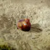 Sepiola atlantica - little cuttlefish