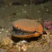 Queen Scallop - Aequipecten opercularis