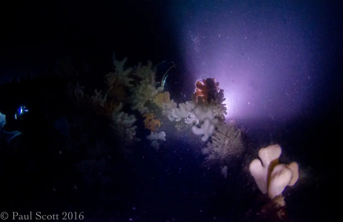 Primrose Wreck