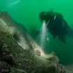  Arizona Wreck 