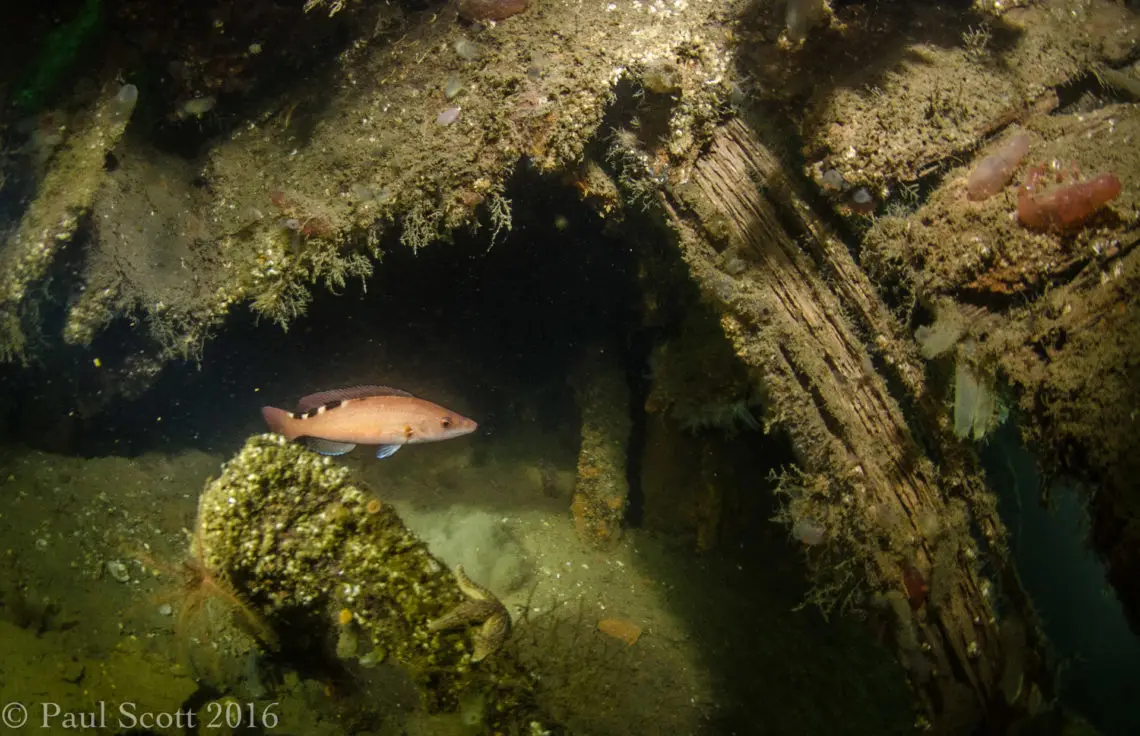 Female Cuckcoo Wrasse Midships on the Port Napier