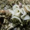 Sea Slug Eggs