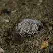 Nudibranch Eggs