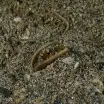 Razor Clam Ensis ensis Windmills Isle of Muck Scotland