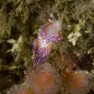 Sea Slug - Facelina auriculata Foul Ground Portstewart Northern Ireland