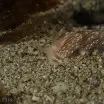 Coryphella browni Nudibranch Isle of Muck Scotland