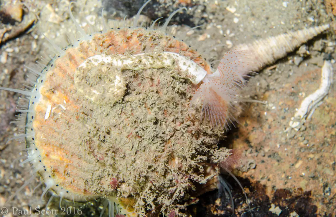 Queen Scallop and Peacock Worm Kentallen Pier Loch Linnhe