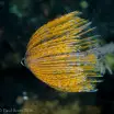 Peacock worm 2