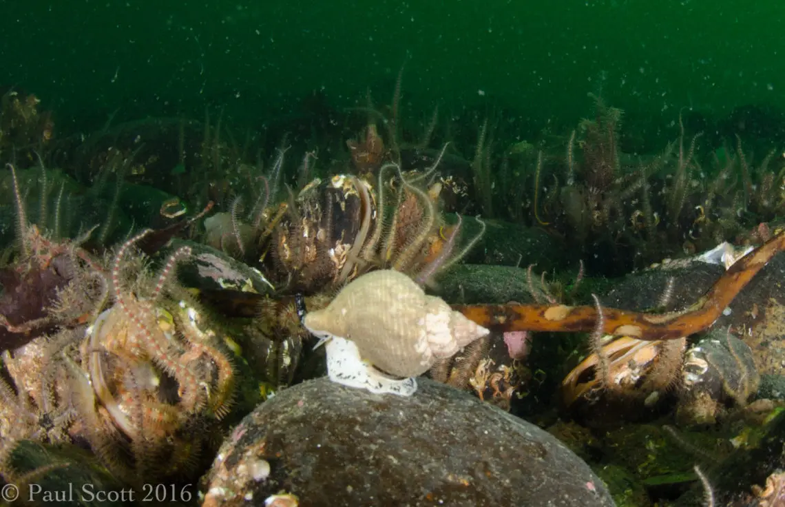 Common Whelk - Buccinum undatum 13 Steps Loch Creran